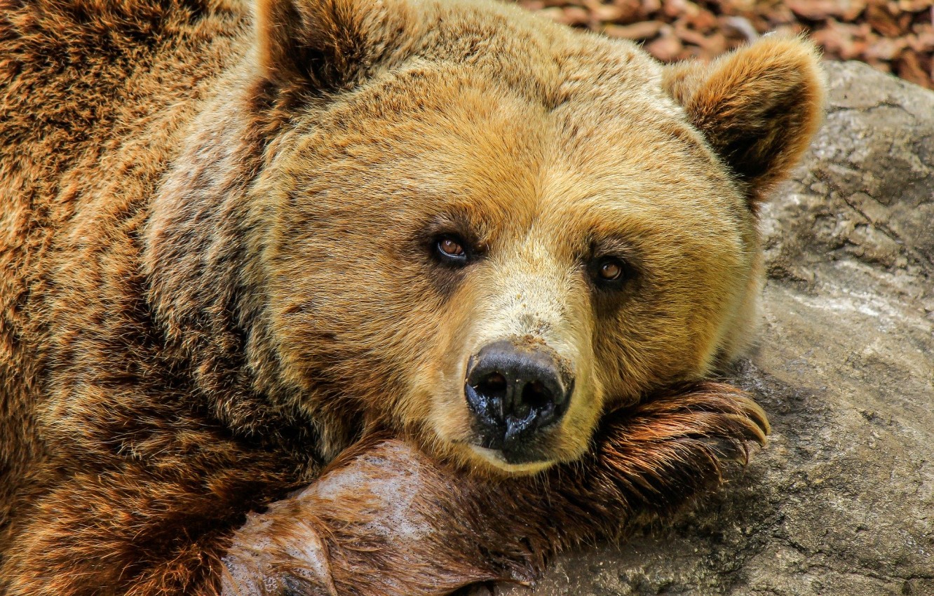 Мечият пазар не е причина криптовалутите да бъдат погребани