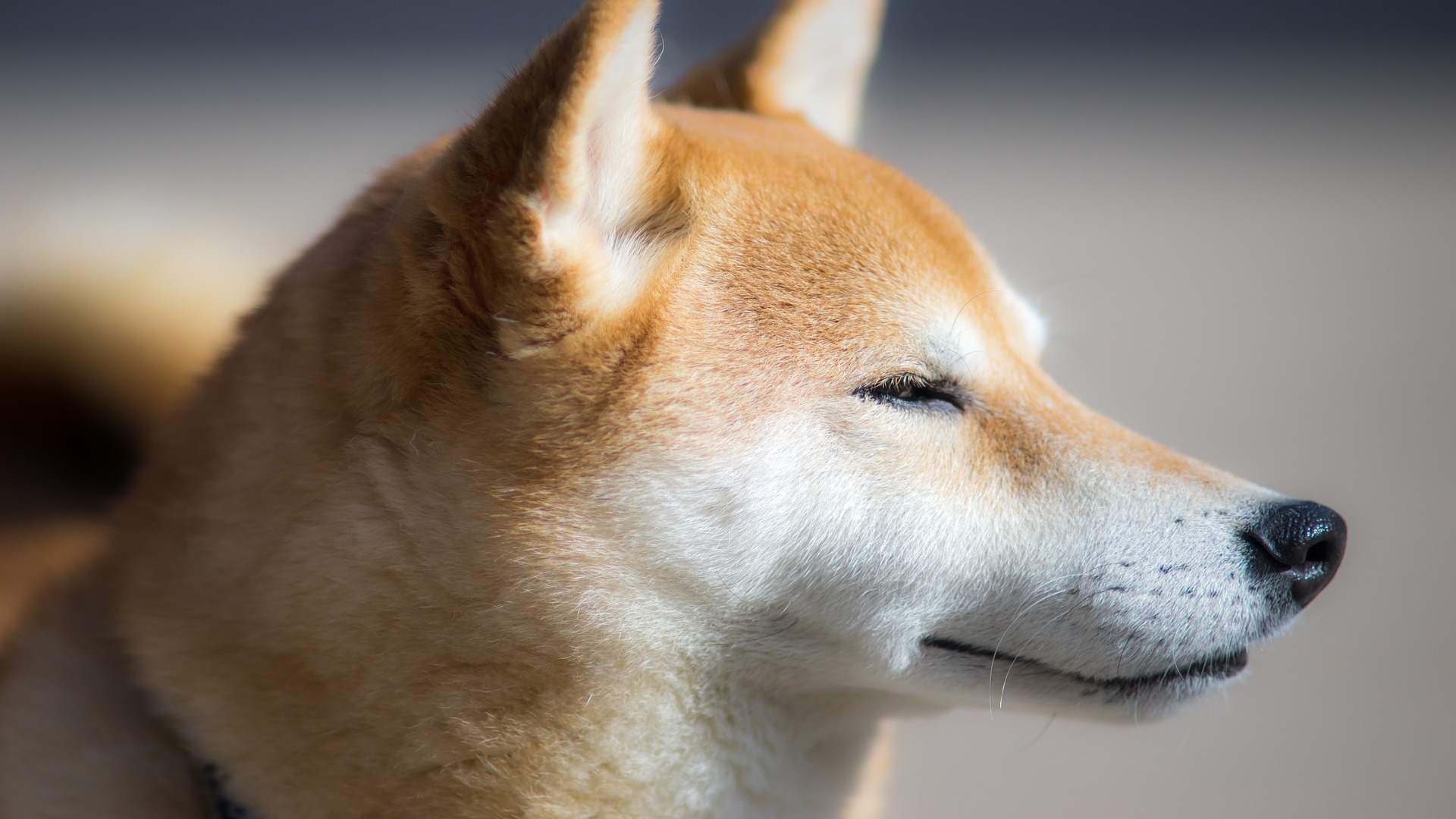 Shiba Inu на прага на Top 10