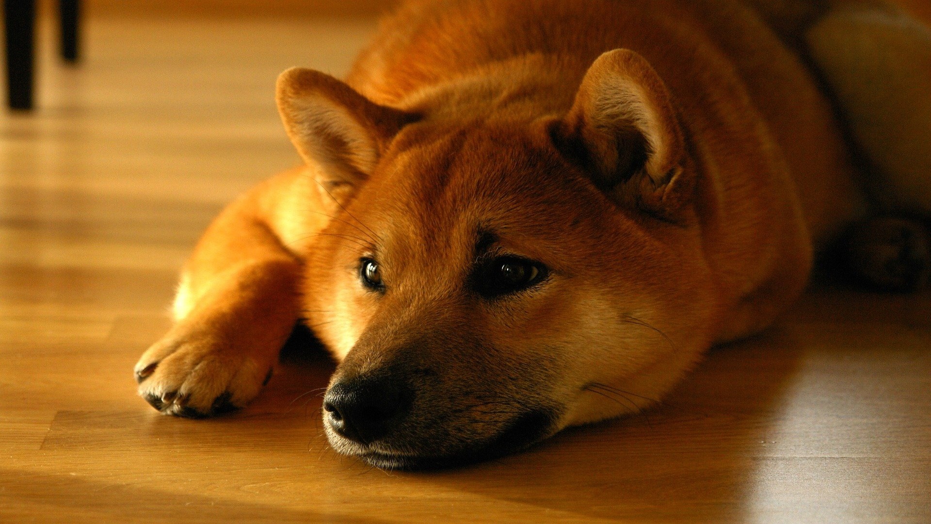 Shiba Inu куче xChange.bg